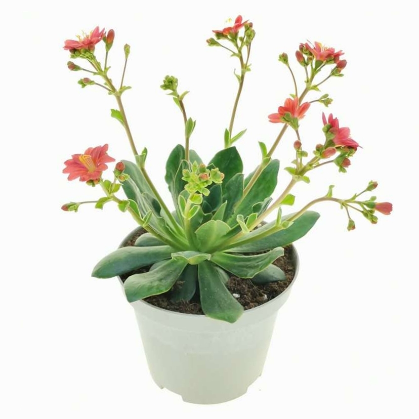 Kora tavaszi nvnyek (Frhlingsflirt)