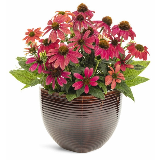 Nyri kontneres-cserepes nvnyek (Sommertopf)