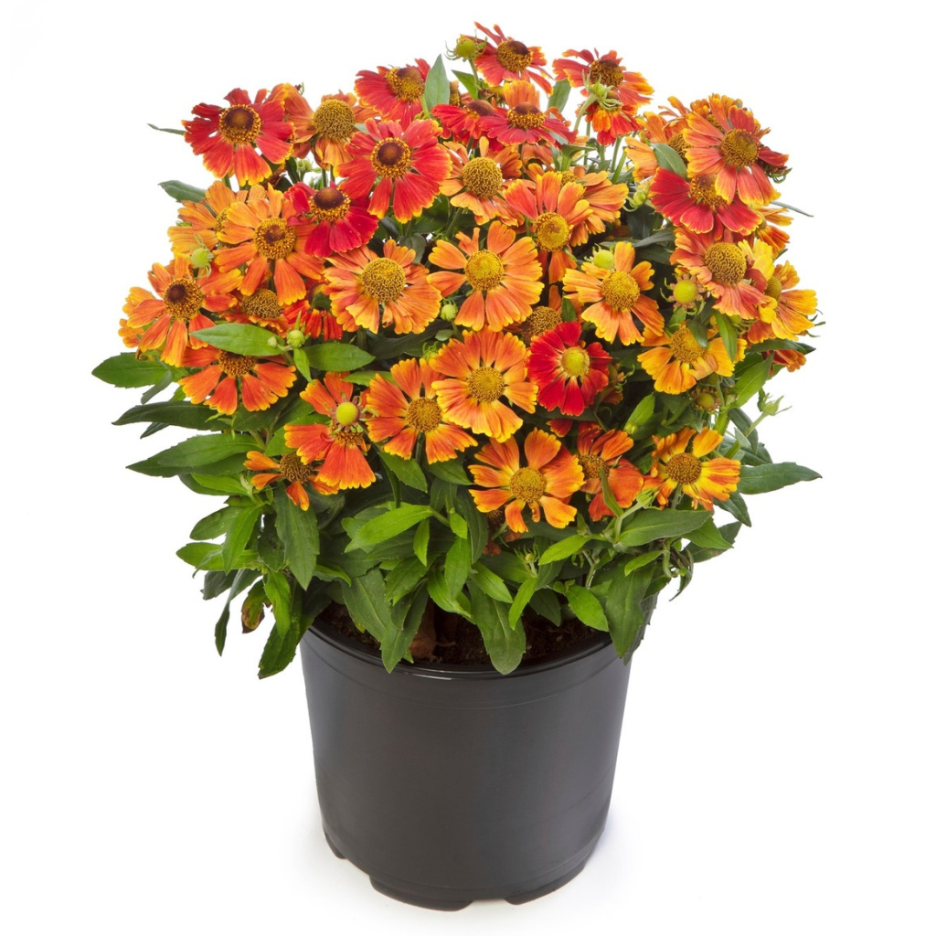 'szi varzslat' (Herbstzauber)