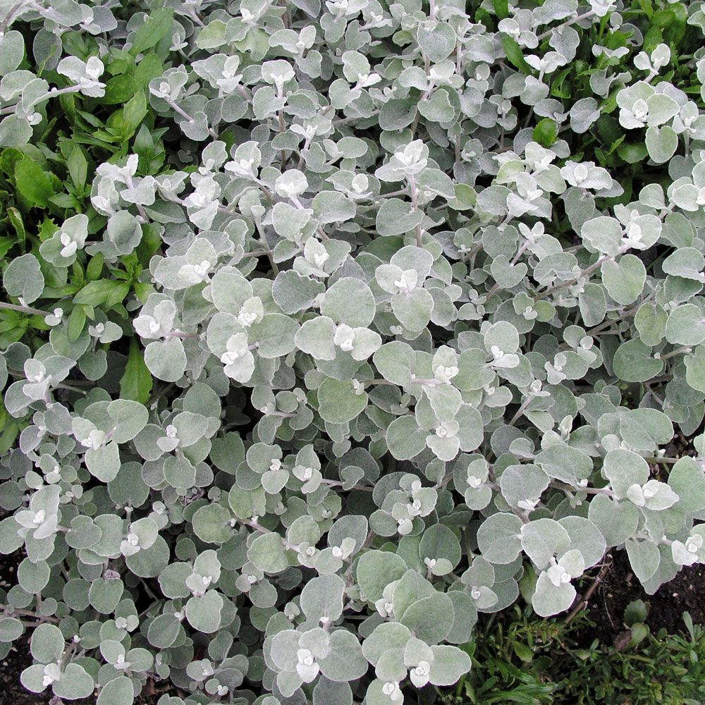 Helichrysum Silver Mini