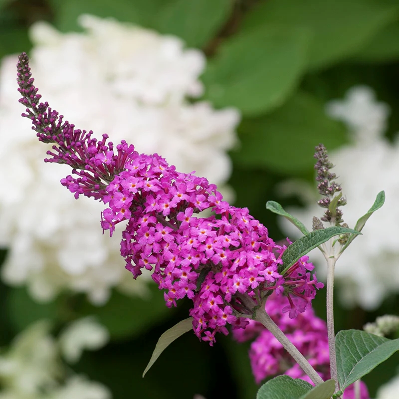 Buddleja davidii