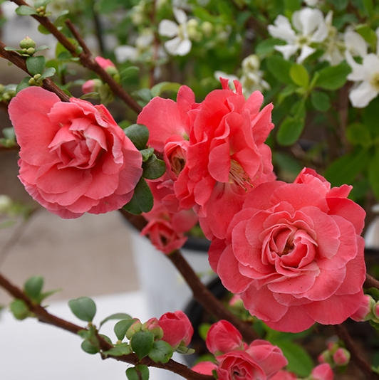 Chaenomeles speciosa