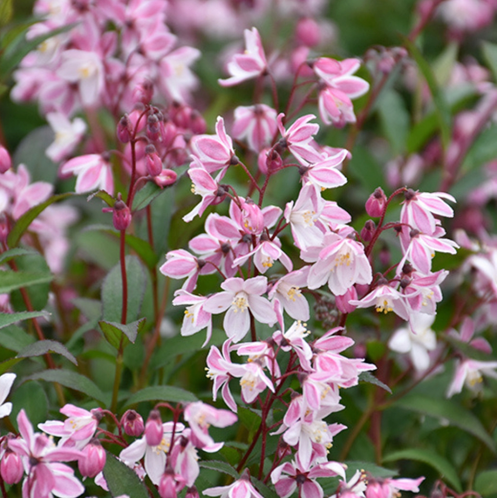 Deutzia x rosea YUKI