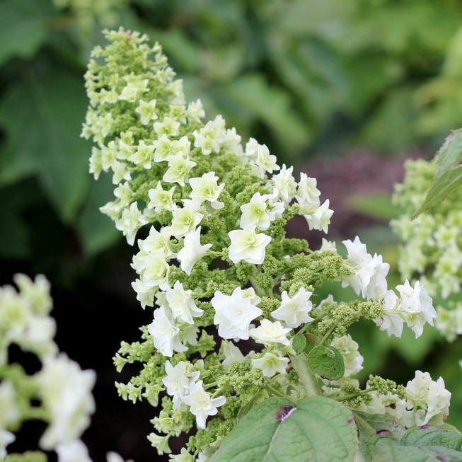Hydrangea quercifolia