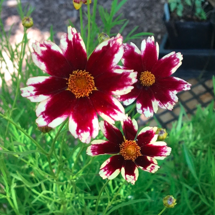 Coreopsis verticillata 'Ruby Frost'