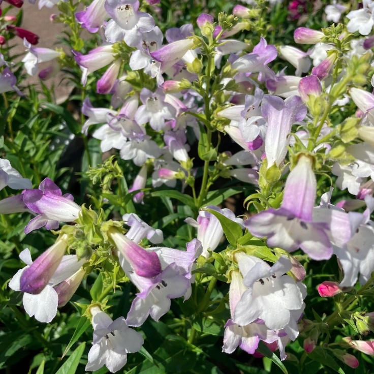 Penstemon hybrida HARLEQUIN 'Lilac'