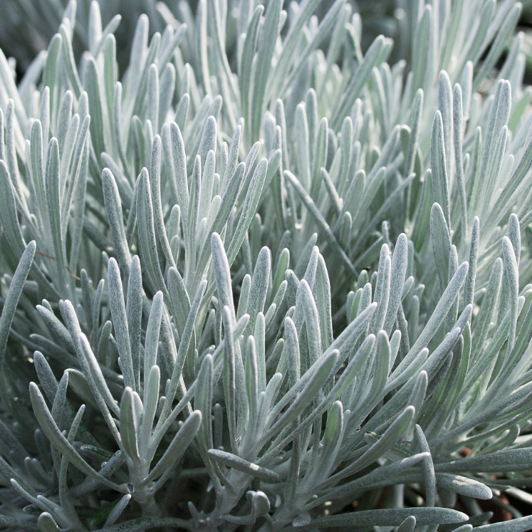 Helichrysum thiansch. 'Weisses Wunder'