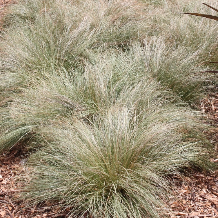 Carex albula 'Frosted Curls'
