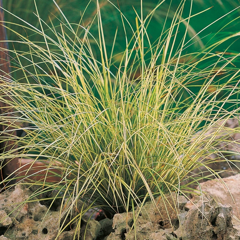 Carex brunnea 'Jubilo'