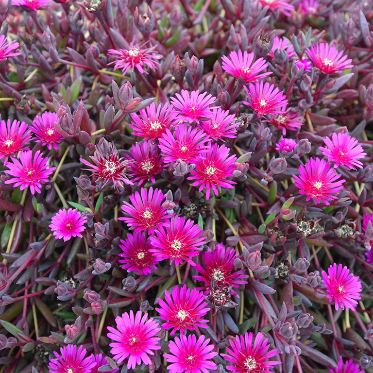 Delosperma cooperi DESERT DANCERS