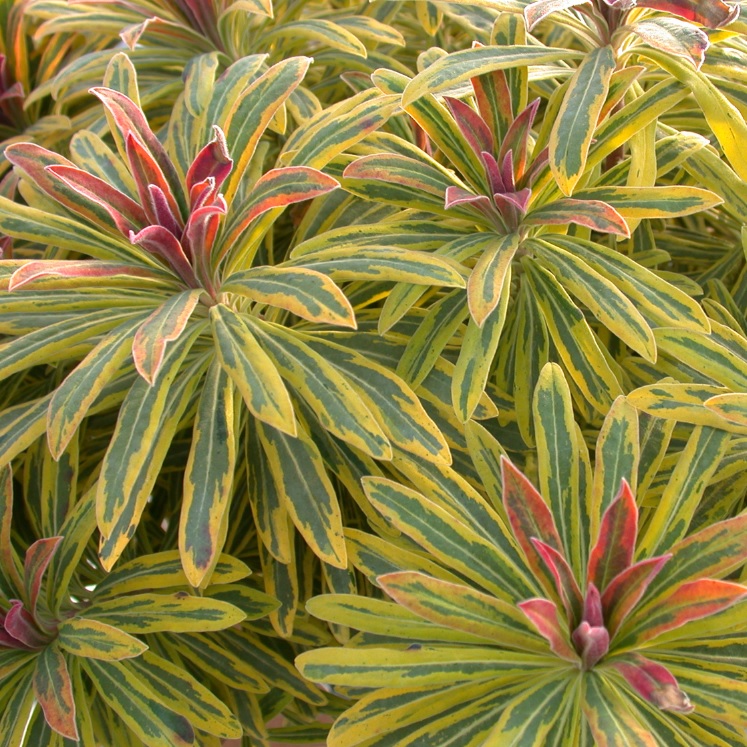 Euphorbia x martinii hybr. 'Ascot Rainbow'