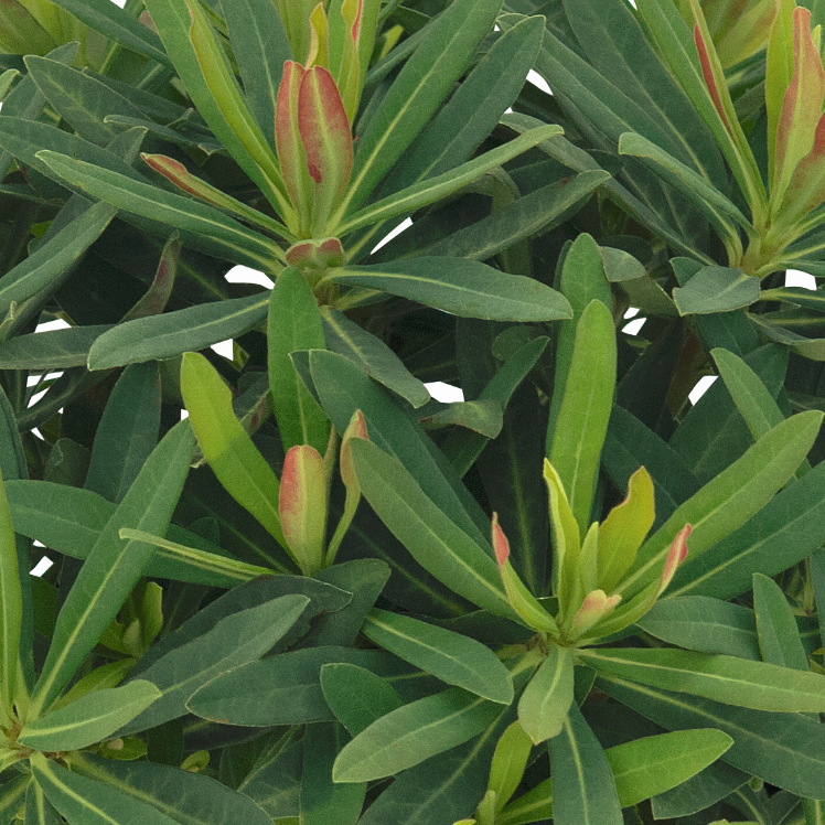 Euphorbia x martinii hybr. 'Athene'