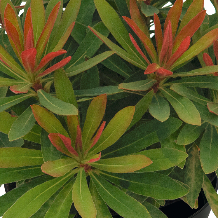 Euphorbia x martinii hybr. 'Medea'