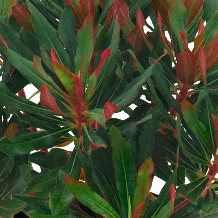 Euphorbia x martinii hybr. 'Xenia'
