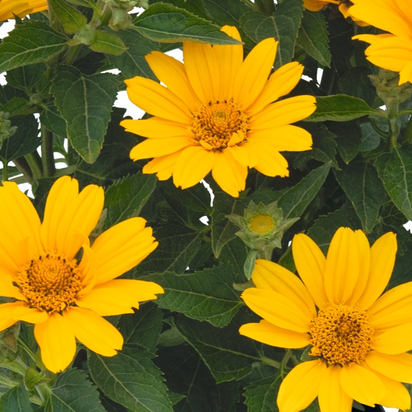 Heliopsis helianthoides 'Piccolo Sole'