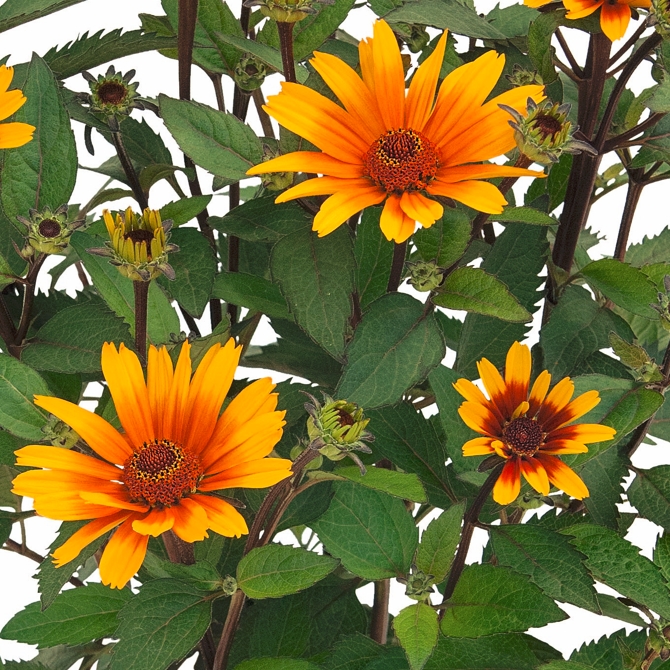 Heliopsis helianthoides 'Sole Scuro'