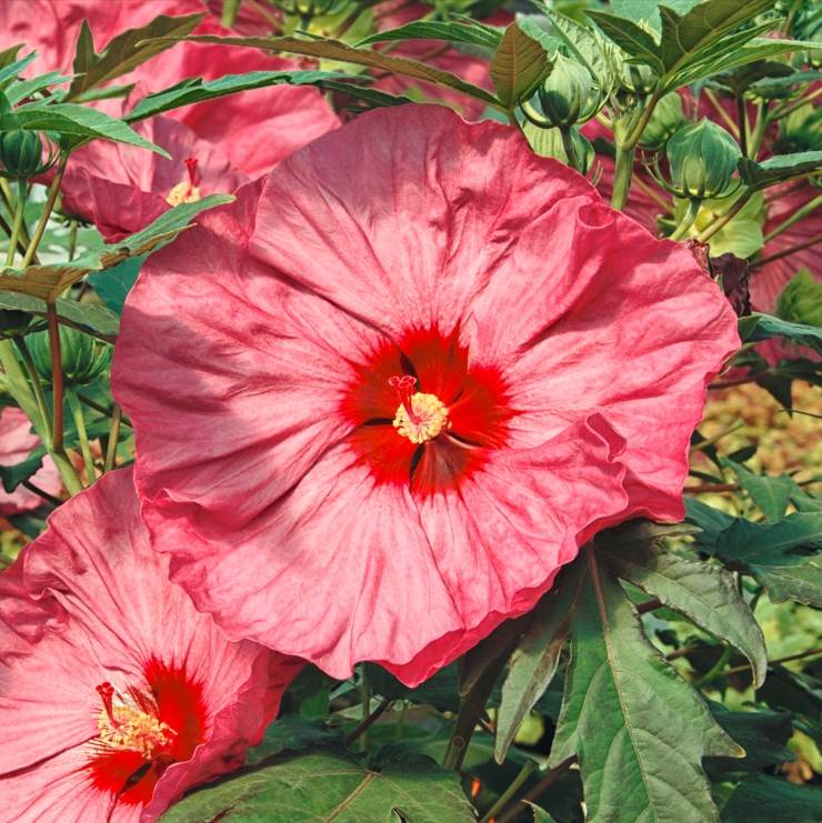 Hibiscus m. SUMMERIFIC 'Berry Awesome'