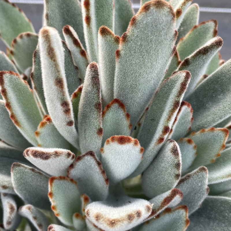 Kalanchoe