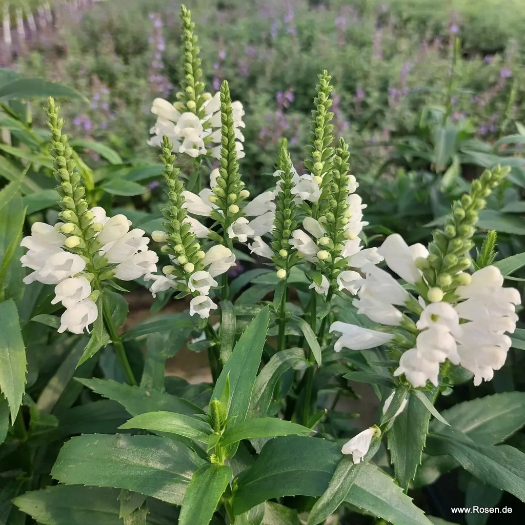 Physostegia virginiana