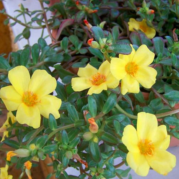 Portulaca 