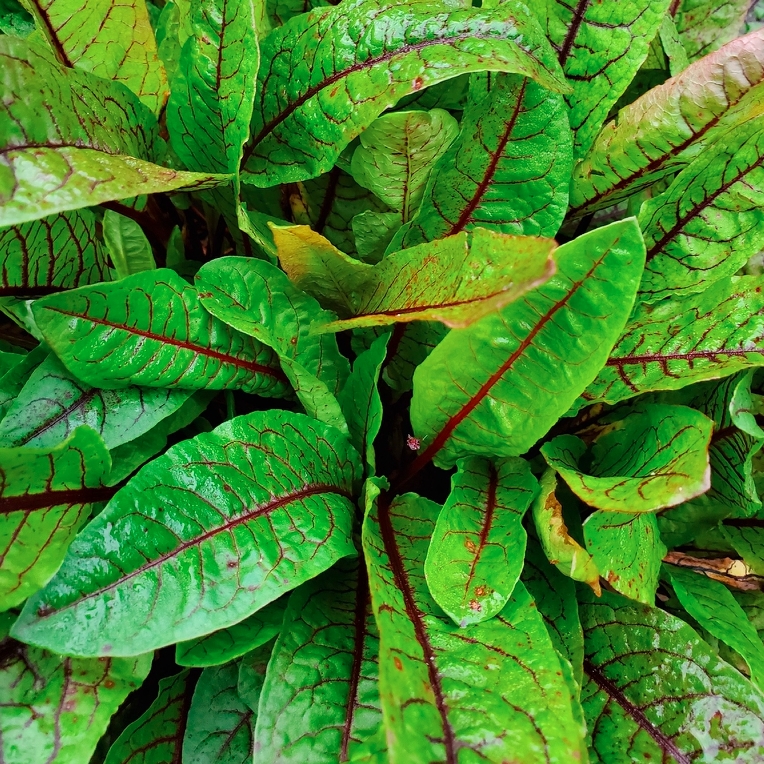 Rumex sanguineus