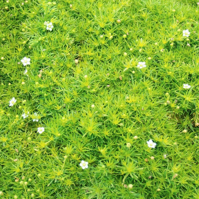 Sagina subulata 'Scotch Moss'
