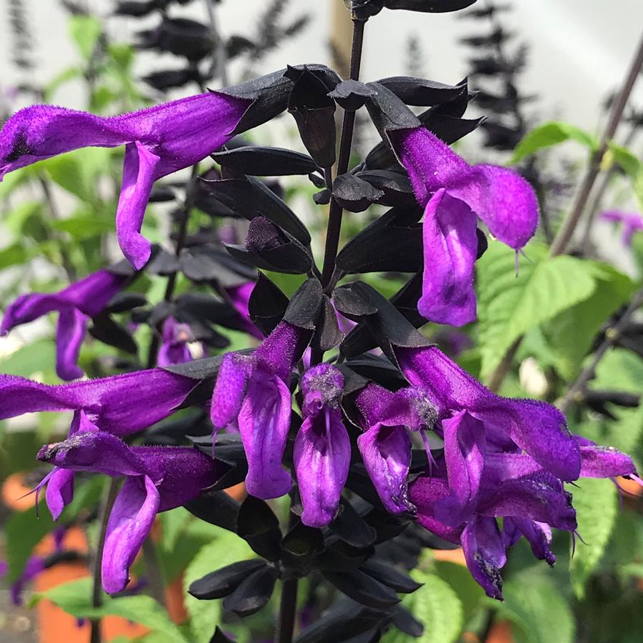 Salvia hybrida ROCKIN 'Deep Purple'