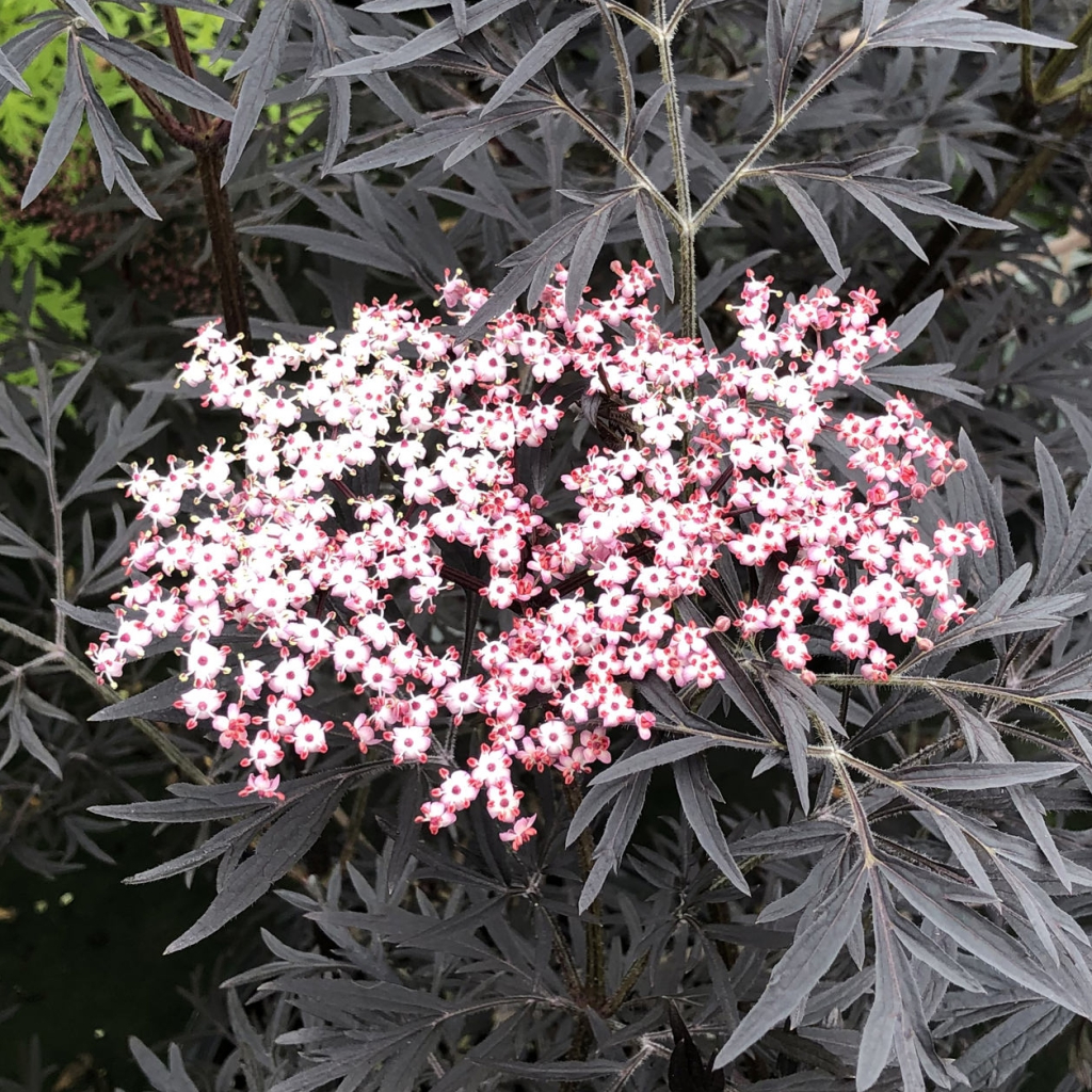 Sambucus nigra Sambucus nigra
