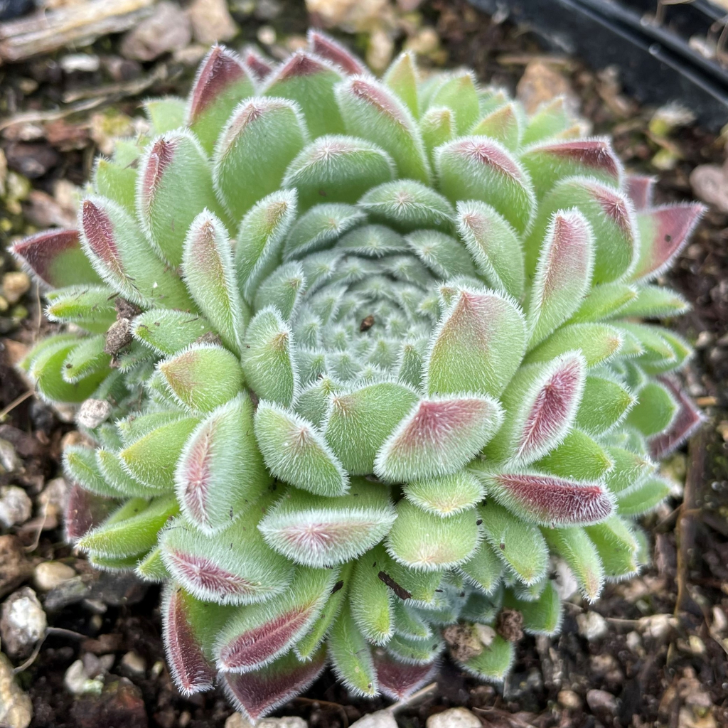 Sempervivum tectorum CHICK CHARMS