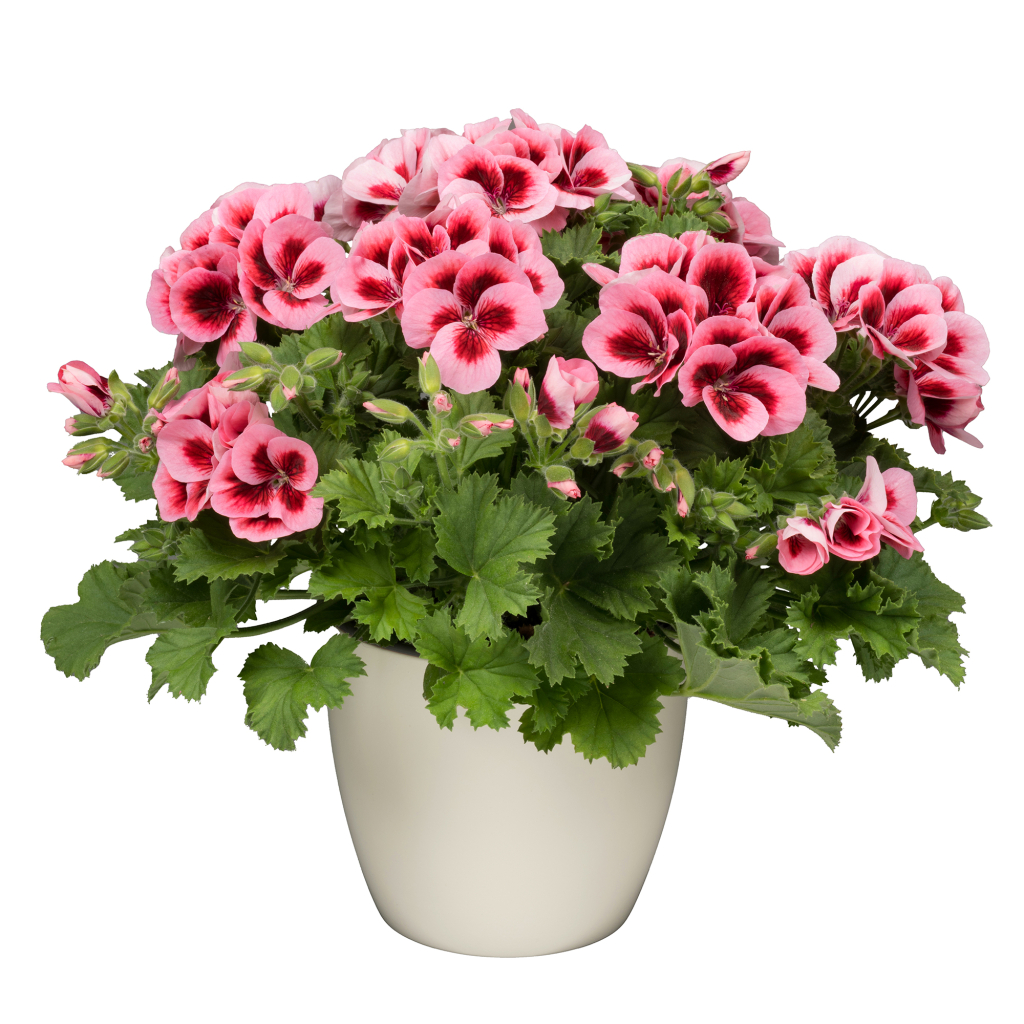 PAC Candy Flowers Salmon Eye