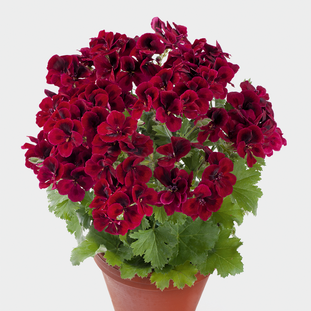 PAC Candy Flowers Dark Red