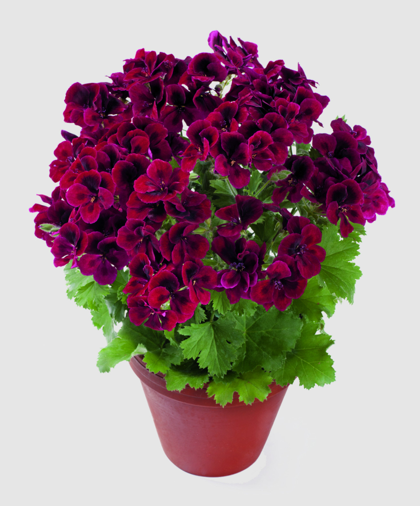 PAC Candy Flowers Deep Violet