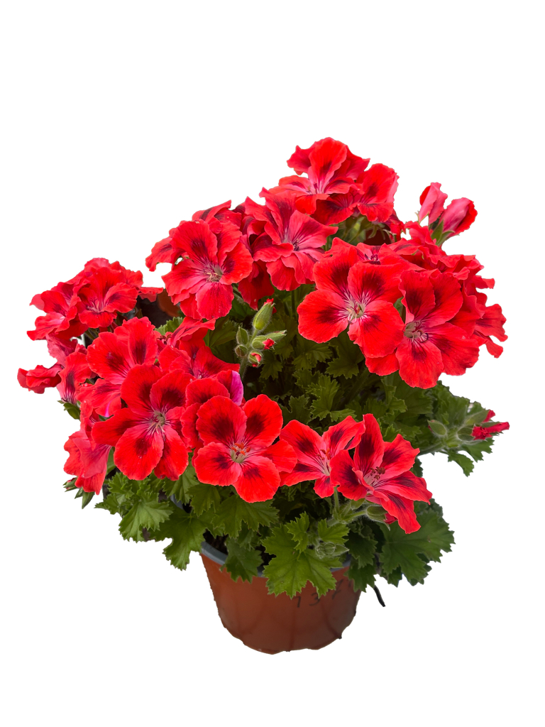 PAC Candy Flowers Scarlet Eye