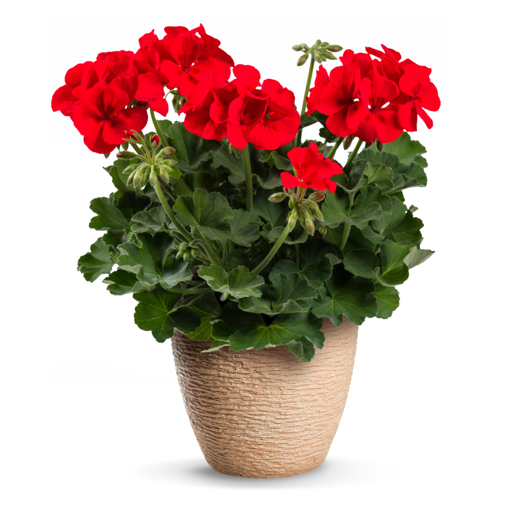 PAC Two in One Patio Scarlet Kiss