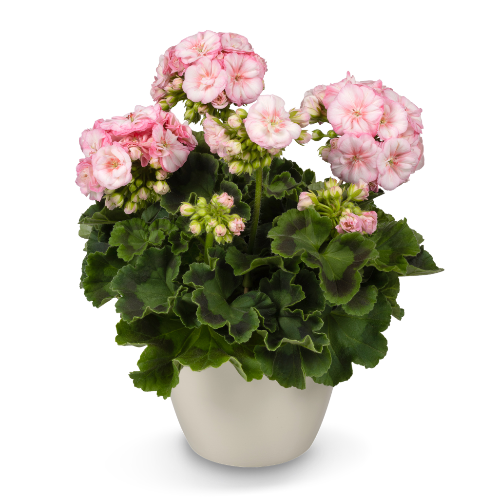 PAC Rose Blossom