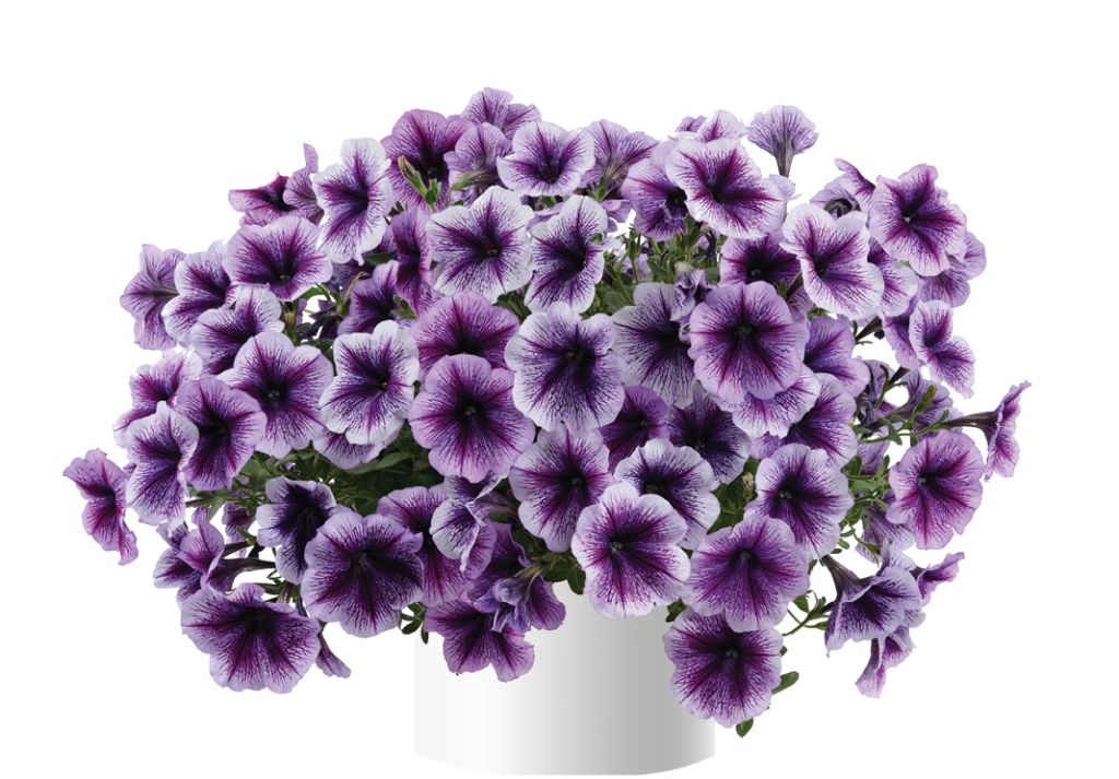 Purple Vein Ray